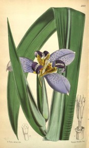 Shown are leaves and blue iris-like flowers with white, yellow and brown stripes.  Curtis's Botanical Magazine t.5612, 1866.