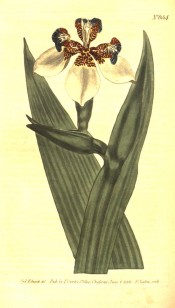 Figured are leaves and white iris-like flowers, mottled brown, yellow and blue.  Curtis's Botanical Magazine t.654, 1803.