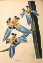 Figured is an iris-like flower with blue falls and yellow brown and blue standards.  Loddiges Botanical Cabinet no.1164, 1827.