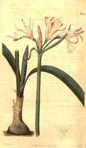Illustrated are bulb, leaves and umbel of pale pink flowers with a red central stripe. Curtis's Botanical Magazine t.2407, 1823.