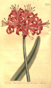 Illustrated is a leaf and umbel of bright red flowers with narrow, reflexed segments.  Curtis's Botanical Magazine t.725, 1804.