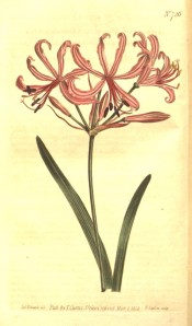 Shown are leaves and an umbel of rose pink flowers with narrow, reflexed segments.  Curtis's Botanical Magazine t.726, 1804.