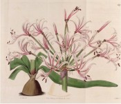 Shown is  bulb and leaves and umbel of pink flowers with narrow segments and red central streak. Botanical Register f.497, 1820.
