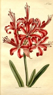 Illustrated are  leaves and an umbel of red flowers with narrow, reflexed segments.  Curtis's Botanical Magazine t.294, 1795.