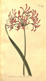 Shown are a leaf and umbel of delicate pink flowers with undulated, reflexed segments.  Curtis's Botanical Magazine t.369, 1797.