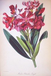 Figured are leaves and double red flowers, with a pink centre and white streaks.  Paxton's Magazine of Botany p.54, 1844.