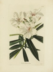 The image shows narrow lance-shaped leaves and single, white, red-streaked flowers.  Loddiges Botanical Cabinet  no.700, 1823.