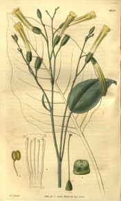 Figured is a slender shoot with ovate leaves and slender,  tubular yellow flowers.  Curtis's Botanical Magazine t.2837, 1828.