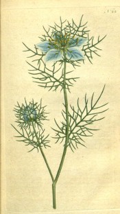 Depicted are the ferny leaves and sky blue flowers surrounded by a cluster of leaves.  Curtis's Botanical Magazine t.22, 1787.