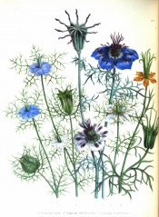 The figure is of a number of Nigella species, with mostly blue flowers.  Jane Loudon ? The Ladies Flower Garden p.10, pl.2,1838.