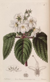 Figured are ovate, toothed leaves and slender axillary stems bearing two to several white flowers. Botanical Register f.5, 1842.