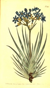 The image shows a tuft of lance-shaped leaves and umbel of blue flowers.  Curtis's Botanical Magazine t.895, 1805.