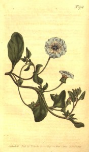 The illustration shows a recumbent plant with ovate leaves and pale blue flowers.  Curtis's Botanical Magazine t.731, 1804.