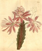 Figured is a spineless cactus with strap-shaped, scalloped stems and pink flowers  Curtis's Botanical Magazine t.2092, 1819.