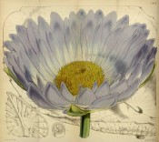 The image shows the large blue flower with outline drawing of leaves.  Curtis's Botanical Magazine t.4647, 1852.