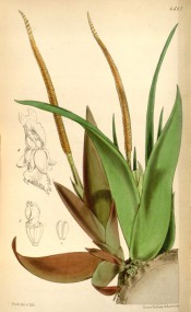 Figured are large fleshy leaves and erect brownish spike with numerous tiny flowers.  Curtis's Botanical Magazine t.4517, 1850.