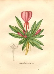 The image depicts roots, toothed leaves and pink flowers.  Saint-Hilaire pl.263, 1830.