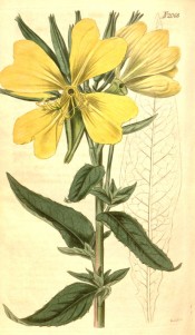 Figured are lance-shaped leaves and bowl-shaped yellow flowers.  Curtis's Botanical Magazine t.2068, 1819.