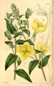 Depicted are shoots with lance-shaped leaves and pale yellow cup-shaped flowers.  Curtis's Botanical Magazine t.3764, 1839.