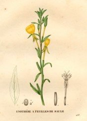 Figured are the lance-shaped leaves and bright yellow, cup-shaped flowers.  Saint-Hilaire pl.258, 1830.