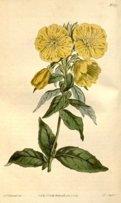 Figured are bright green ovate leaves and shallow cup-shaped yellow flowers.  Curtis's Botanical Magazine t.1674, 1814.