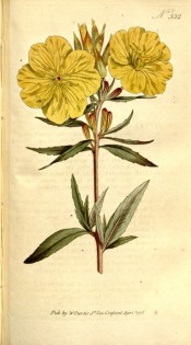 Figured are lance-shaped leaves and cup-shaped yellow flowers.  Curtis's Botanical Magazine t.332, 1796.