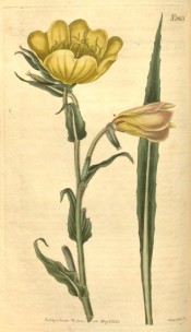 Figured are the crinkled, lance-shaped leaves and yellow bowl-shaped flowers.  Curtis's Botanical Magazine t.2403, 1823.