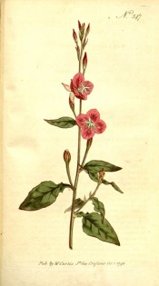 Illustrated are lance-shaped leaves and rose-coloured flowers.  Curtis's Botanical Magazine t.347, 1796.