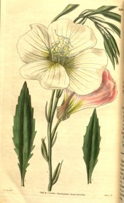 Shown are the lance-shaped leaves and white, broadly cup-shaped flowers, fading pink.  Curtis's Botanical Magazine t.3189, 1832.