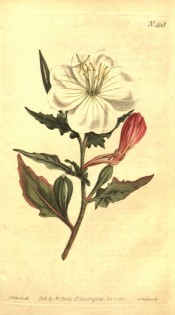 Figured are somewhat pinnatifid leaves and white saucer-shaped flowers, fading to red.  Curtis's Botanical Magazine t.468, 1800.