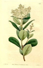 Figured are glossy ovate leaves and terminal panicle of small white flowers.  Botanical Register f.613, 1822.