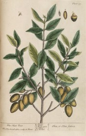 Figured are the elliptic leaves and bunches of green ovoid fruit.  Blackwell pl.199, 1737.