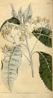 Shown are toothed, silvery leaves and terminal corymbs of creamy, daisy-like flowers.  Curtis's Botanical Magazine t.1563, 1813.