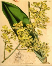 Figured is the lance-shaped leaf and raceme of small, yellow, red-spotted flowers.  Curtis's Botanical Magazine t.3807, 1840.