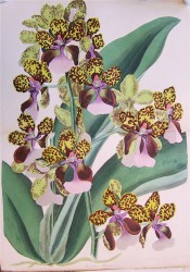 Figured are large leathery leaves and yellow, brown-speckled flowers with purple lip.  Paxton's Magazine of Botany p.169, 1837.