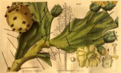 Figured is a cactus with spiny, flattened, leaf-like branches and yellow flowers.  Curtis's Botanical Magazine t.3293, 1834.