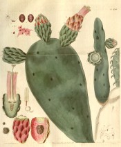 Shown are the flattened stems, flowers and fruits and the Cochineal beetle.  Curtis's Botanical Magazine t.2742, 1827.