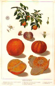 The figure shows fruiting branch, flower details and 3 varieties of orange, blood, navel and tangerine. Source unknown.