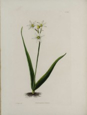 Shown are two lance-shaped basal leaves and stem with cup-shaped white flowers.  Loddiges Botanical Cabinet no.1802, 1832.