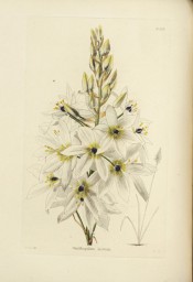 Figured is a flowering shoot with many white, black-centred cup-shaped flowers.  Loddiges Botanical Cabinet no.1159, 1827.