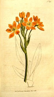 Figured are stem and leaves in outline and gold-orange salverform flowers.  Curtis's Botanical Magazine t.190, 1792.