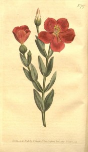 Illustrated are the lance-shaped leaves and  deep red salverform flowers.  Curtis's Botanical Magazine t.707, 1803.