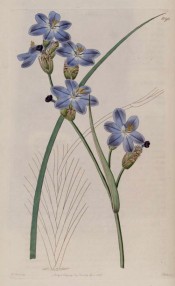 Figured are narrow leaves and spikes of sky blue, salverform flowers.  Botanical Register f.1090, 1827.