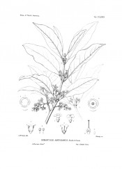 The line drawing shows leaves, axillary flower panicles and flower detail.  Silva of North America vol.6, t.CLLXXIX/1894.