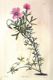 Illustrated ate the bifurcate leaves and rosy-red single flowers.  Loddiges' Botanical Cabinet no.1056, 1826.