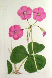 Illustrated are the large, fleshy, 3-lobed leaves and the large bright pink flowers.  Loddiges' Botanical Cabinet no.1782, 1833.