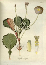 Figured are wavy-edged leaves and single mauve flowers with a yellow centre.  Jacquin Oxalis t.23, 1794.