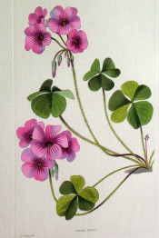 Figured are trifoliate leaves and racemes of bright pink flowers.  Loddiges Botanical Cabinet no.1523, 1831.