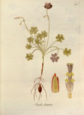 Figured are bulb, roots, stem, the trifoliate leaves and purplish flowers in pairs.  Jacquin Oxalis t.7, 1794.