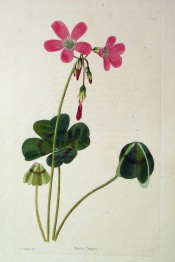 Figured are leaves with 4 leaflets with a brownish line across and pink flowers.  Loddiges Botanical Cabinet no.1500, 1828.